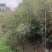 成都郫县温江琴丝竹基地80-3米高度，货源充足