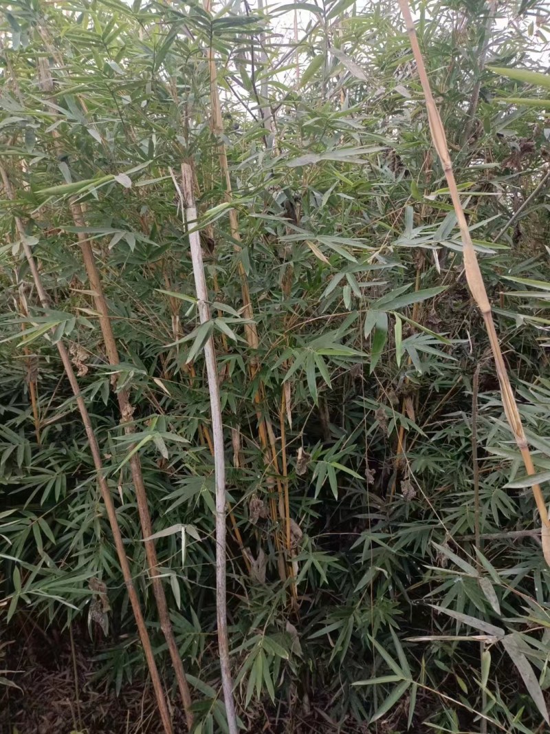 成都郫县温江琴丝竹基地80-3米高度，货源充足