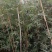 成都郫县温江琴丝竹基地80-3米高度，货源充足
