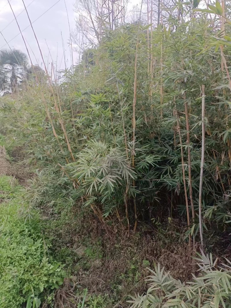 成都郫县温江琴丝竹基地80-3米高度，货源充足