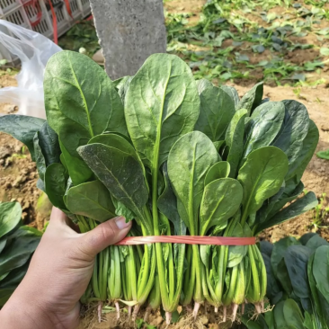 潍坊高密本地精品小菠菜圆叶菠菜尖叶菠菜保证质量