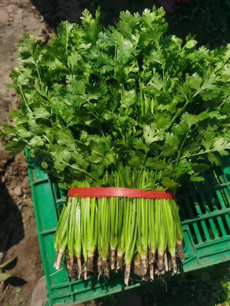 精品小叶铁杆香菜大量上市可加工清洗泡沫箱扎把冷库货