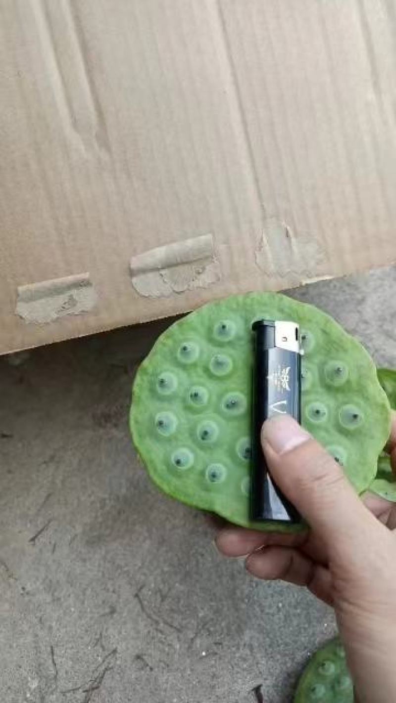 【推荐】江西莲藕培植太空36号莲子苗品质保证技术指导