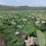 【推荐】江西莲藕培植太空36号莲子苗品质保证技术指导