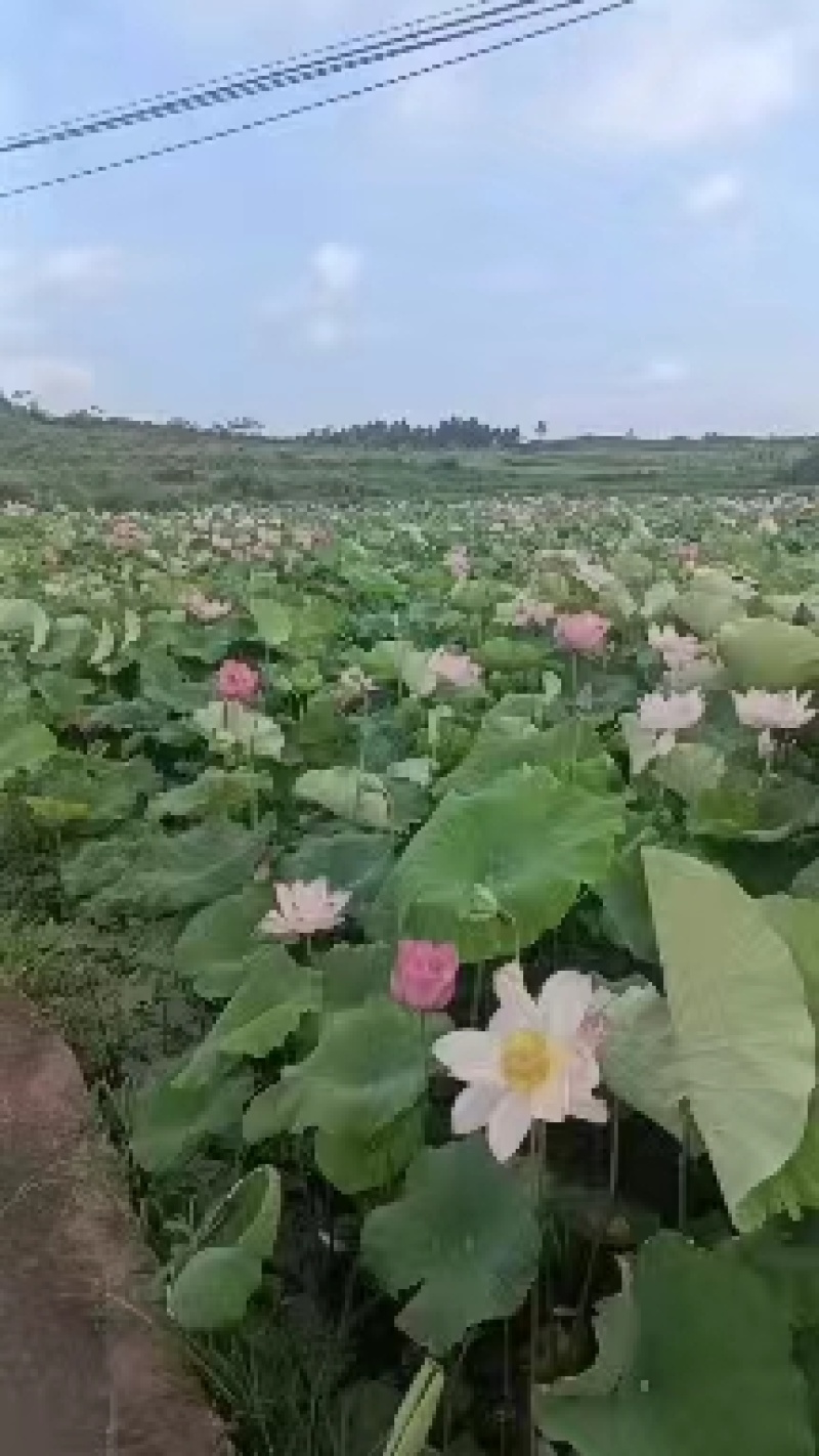 【推荐】江西莲藕培植太空36号莲子苗品质保证技术指导