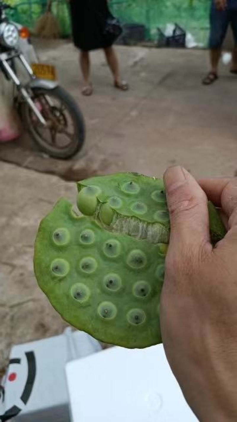 【推荐】江西莲藕培植太空36号莲子苗品质保证技术指导