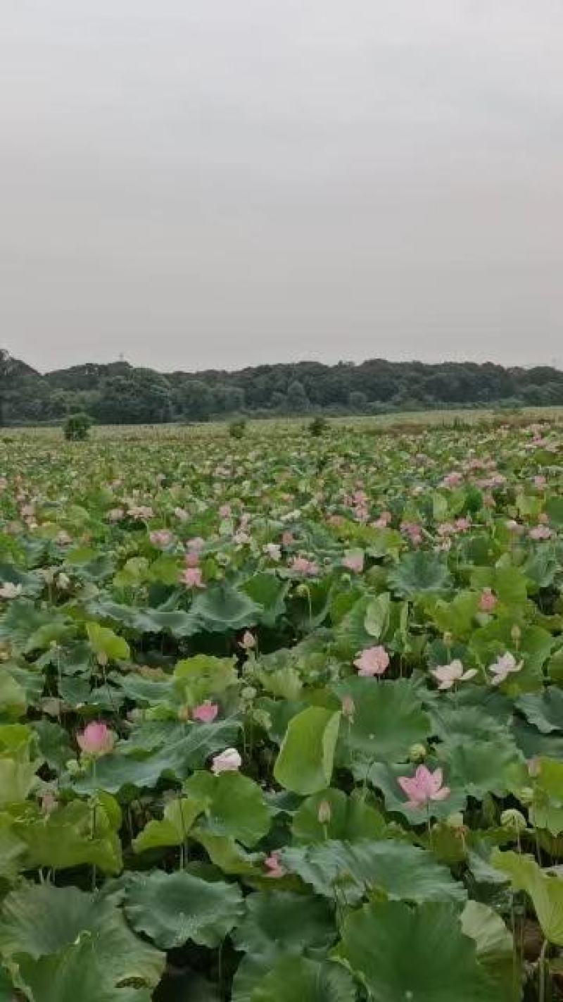 【推荐】江西莲藕培植太空36号莲子苗品质保证技术指导