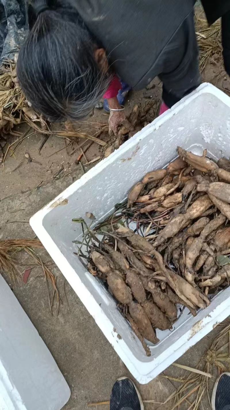 【推荐】江西莲藕培植太空36号莲子苗品质保证技术指导