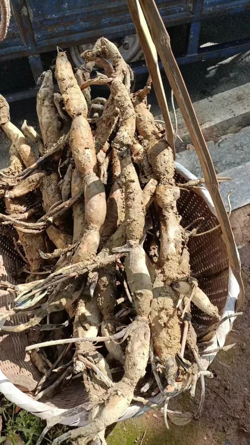 【推荐】江西莲藕培植太空36号莲子苗品质保证技术指导