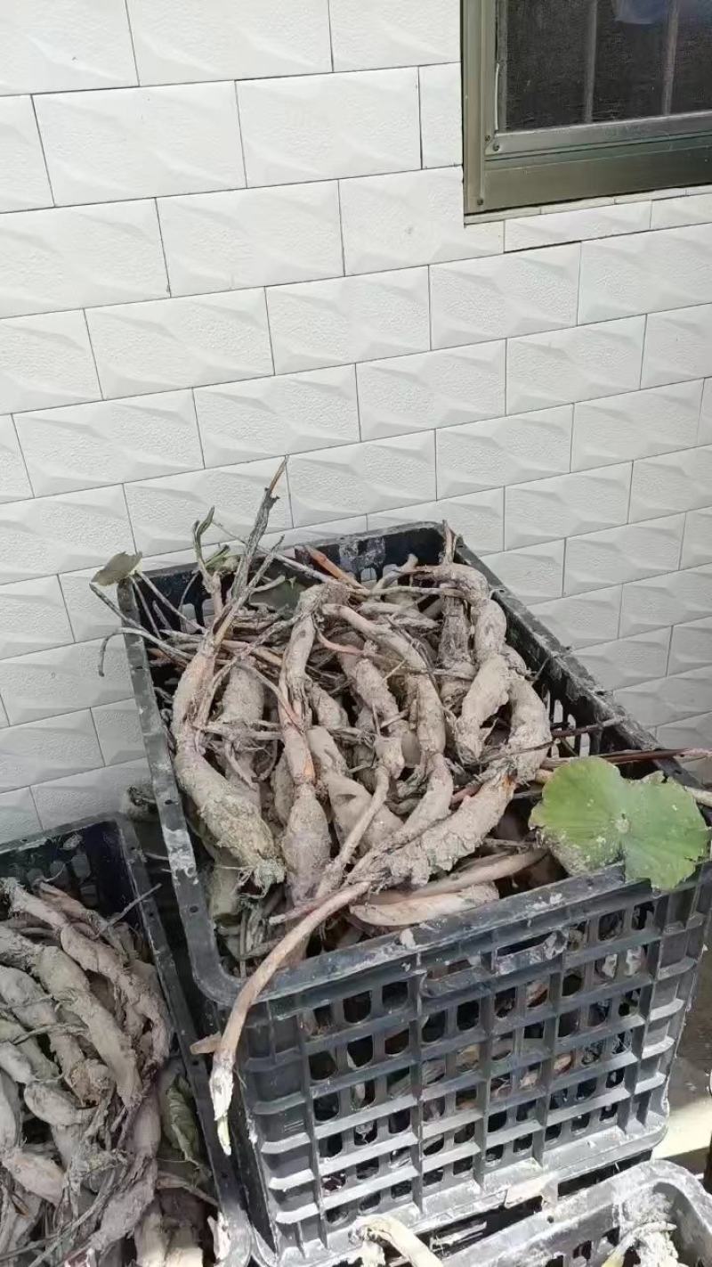 【推荐】江西莲藕培植太空36号莲子苗品质保证技术指导