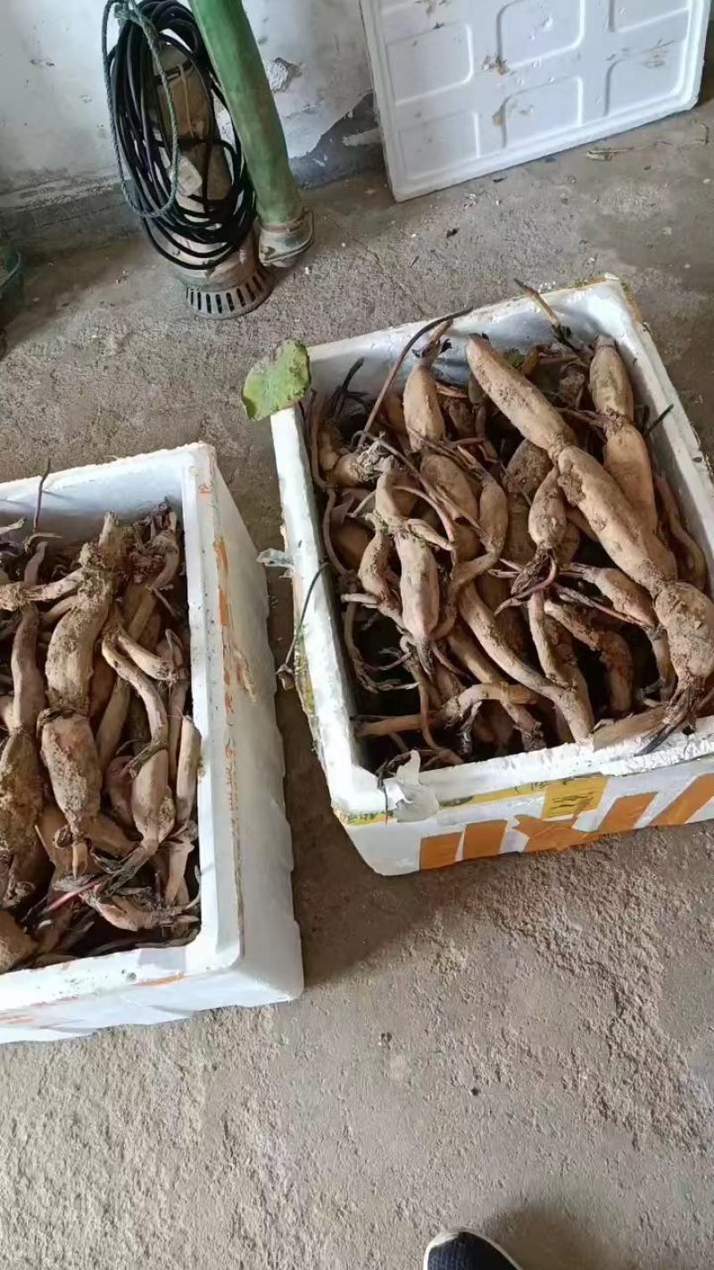 【推荐】江西莲藕培植太空36号莲子苗品质保证技术指导