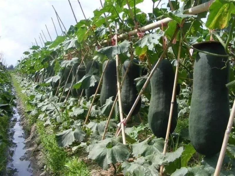 广东吊冬瓜黑皮冬瓜产地直发货源充足支持视频看货