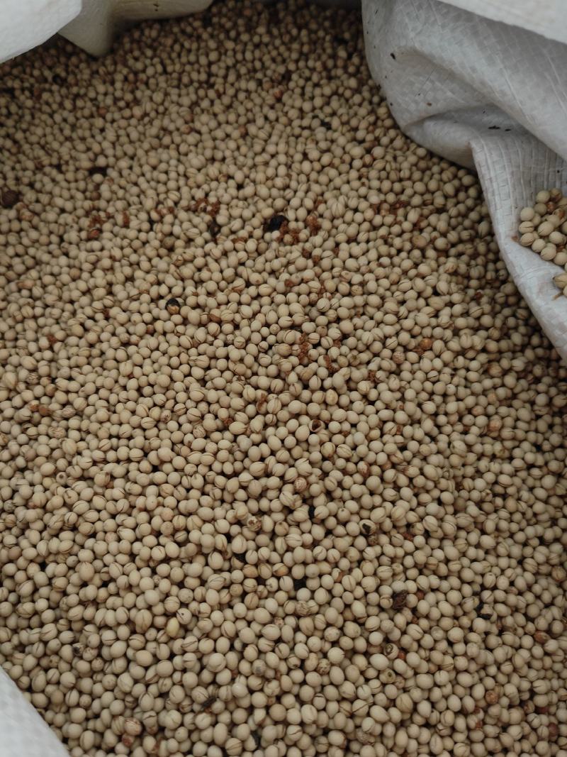 【牛商优选】草珊瑚种子江西草珊瑚好成活欢迎实地考察