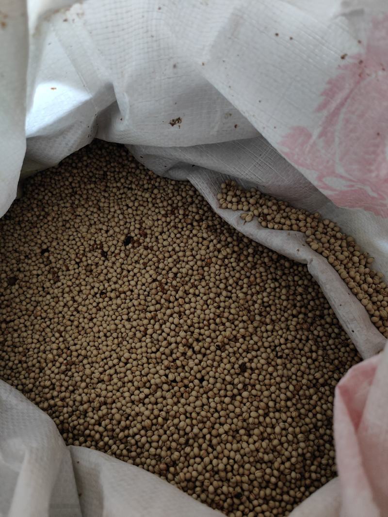 【牛商优选】草珊瑚种子江西草珊瑚好成活欢迎实地考察