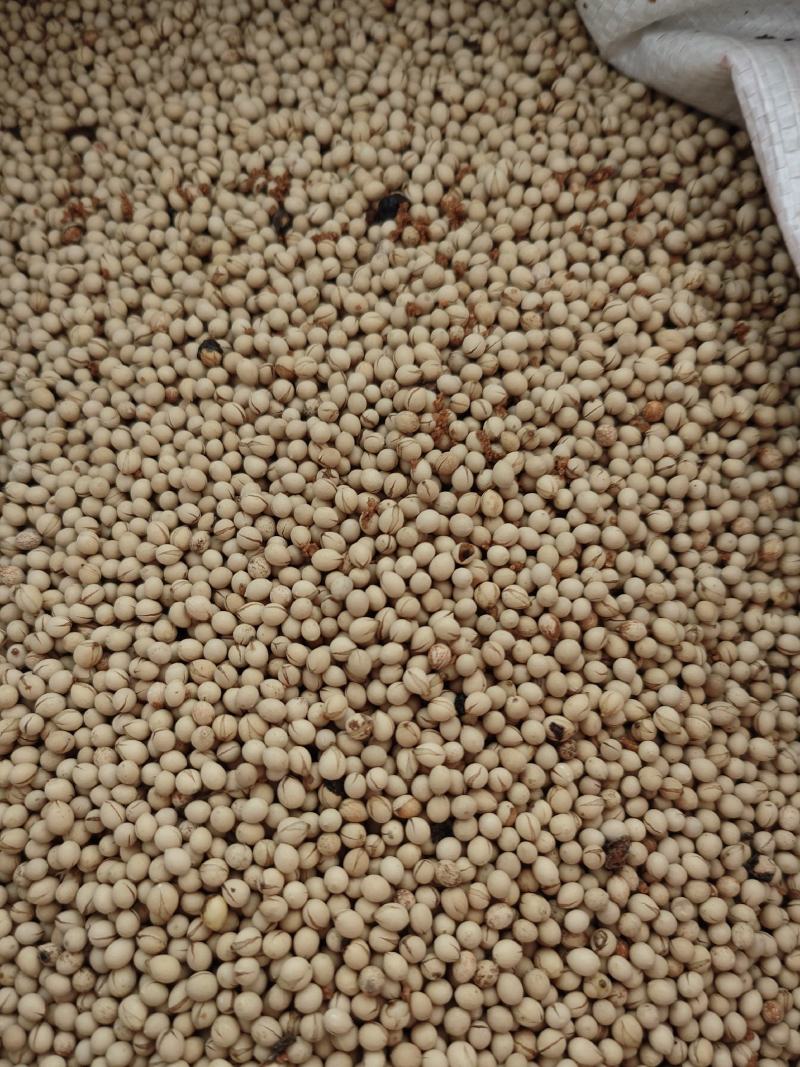 【牛商优选】草珊瑚种子江西草珊瑚好成活欢迎实地考察