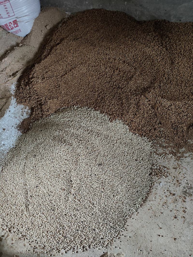 【牛商优选】草珊瑚种子江西草珊瑚好成活欢迎实地考察