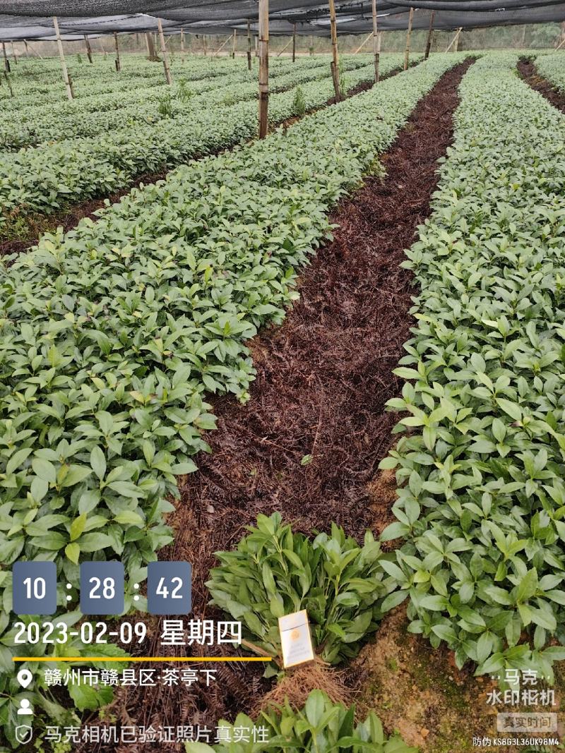 【牛商优选】草珊瑚种子江西草珊瑚好成活欢迎实地考察