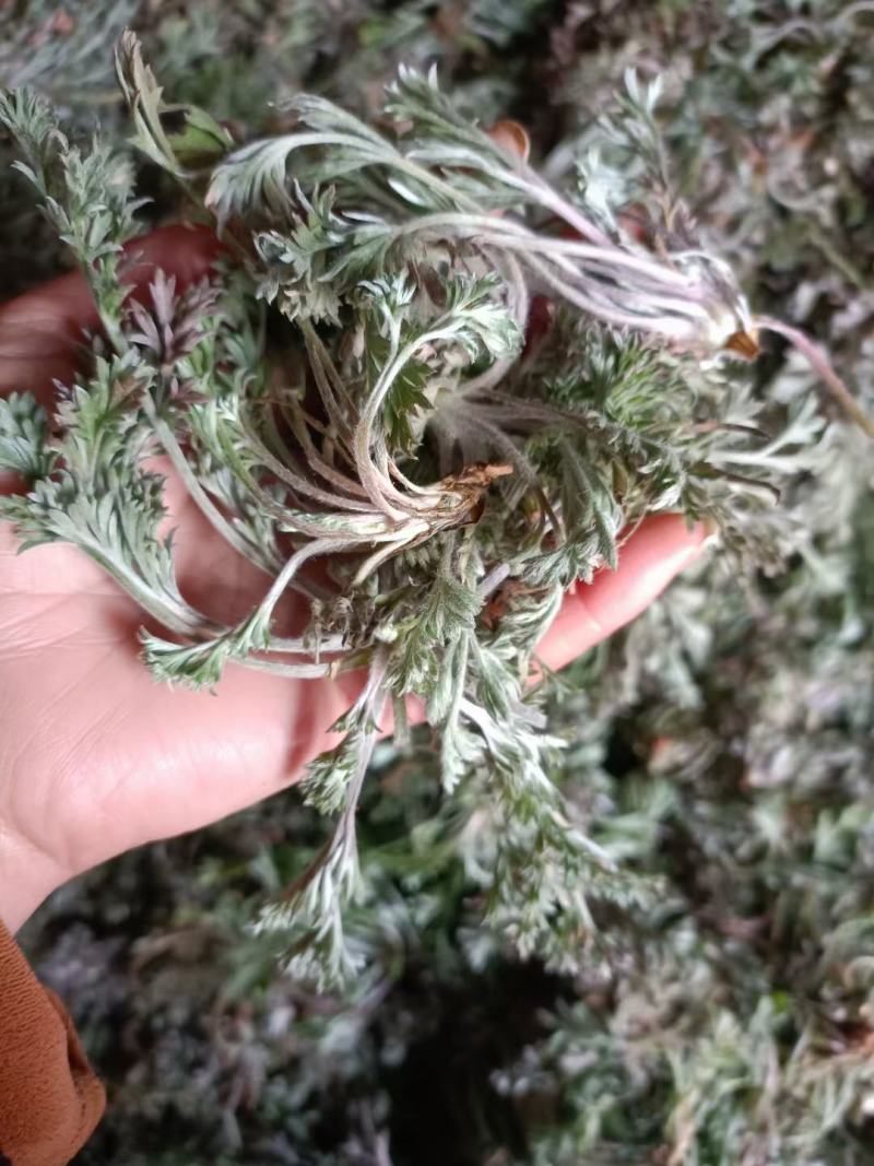 白蒿，茵陈鲜货