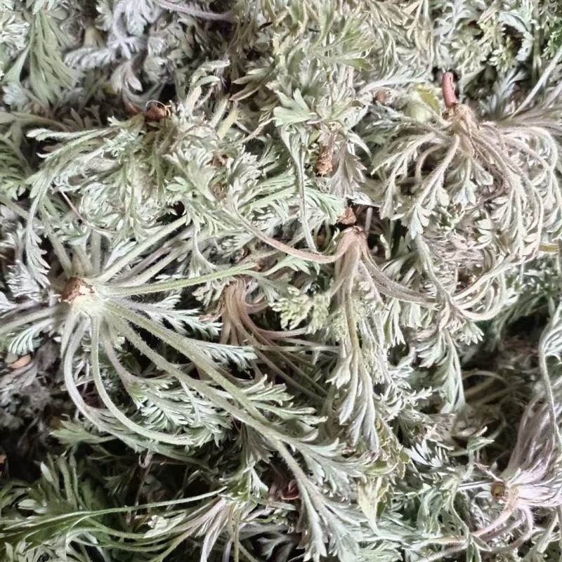 白蒿，茵陈鲜货