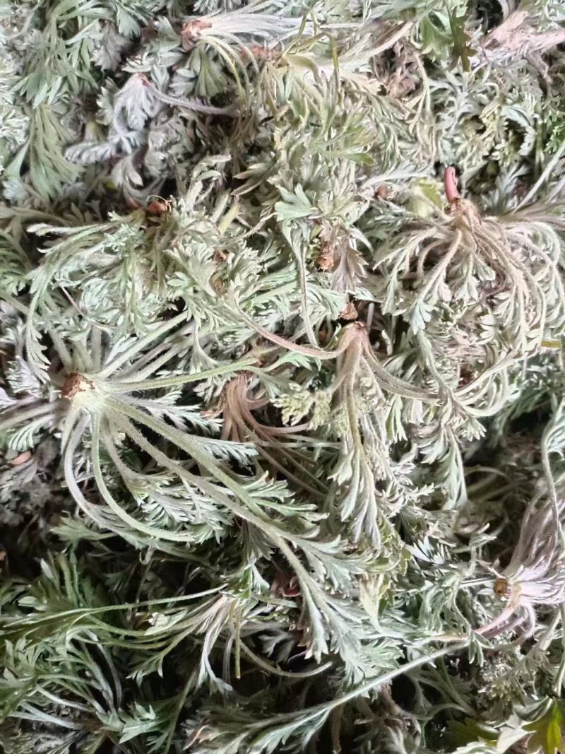 白蒿，茵陈鲜货