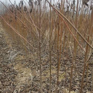 喜树有当年小苗0.5到15公分