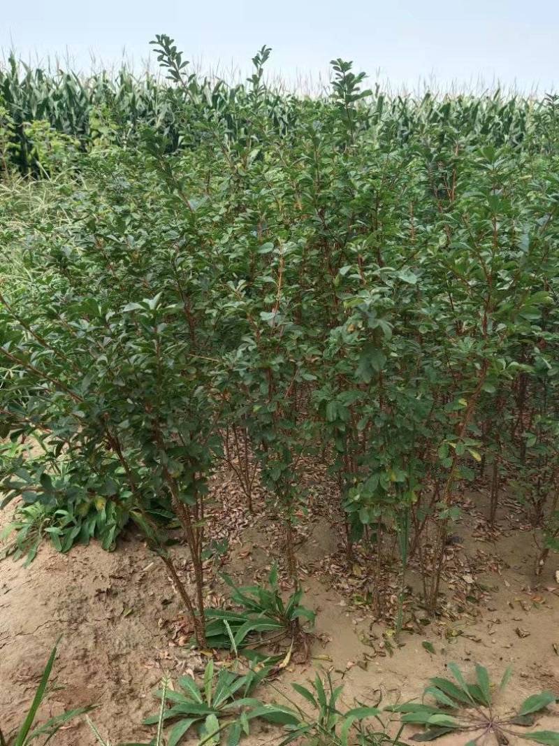 锦鸡儿带盆锦鸡儿大墩锦鸡儿成活率高价格便宜