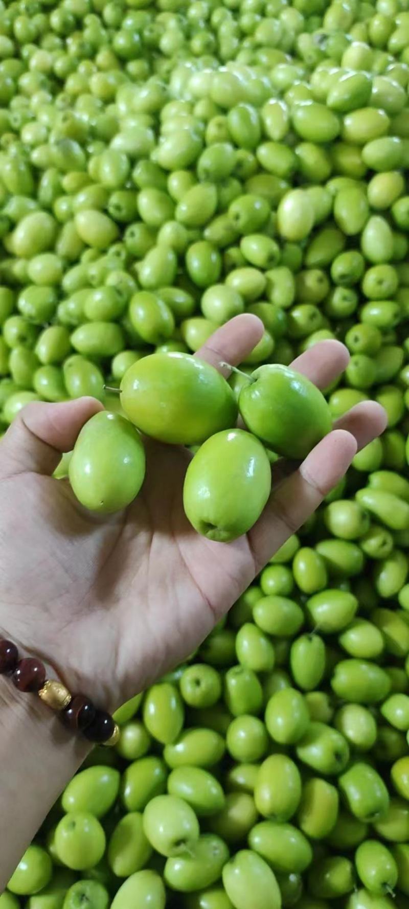 脆甜小青枣大量有货。质优价廉欢迎全国客户订购