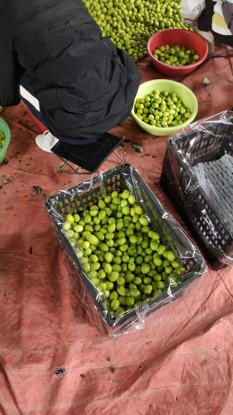 脆甜小青枣大量有货。质优价廉欢迎全国客户订购