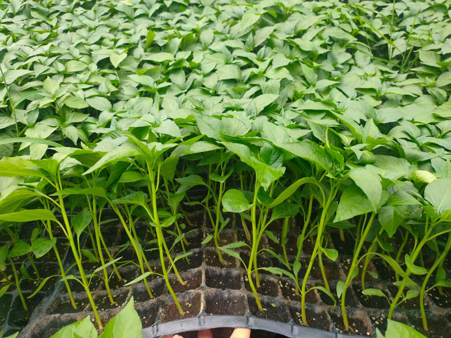 黑皮冬瓜种子催芽过程特写