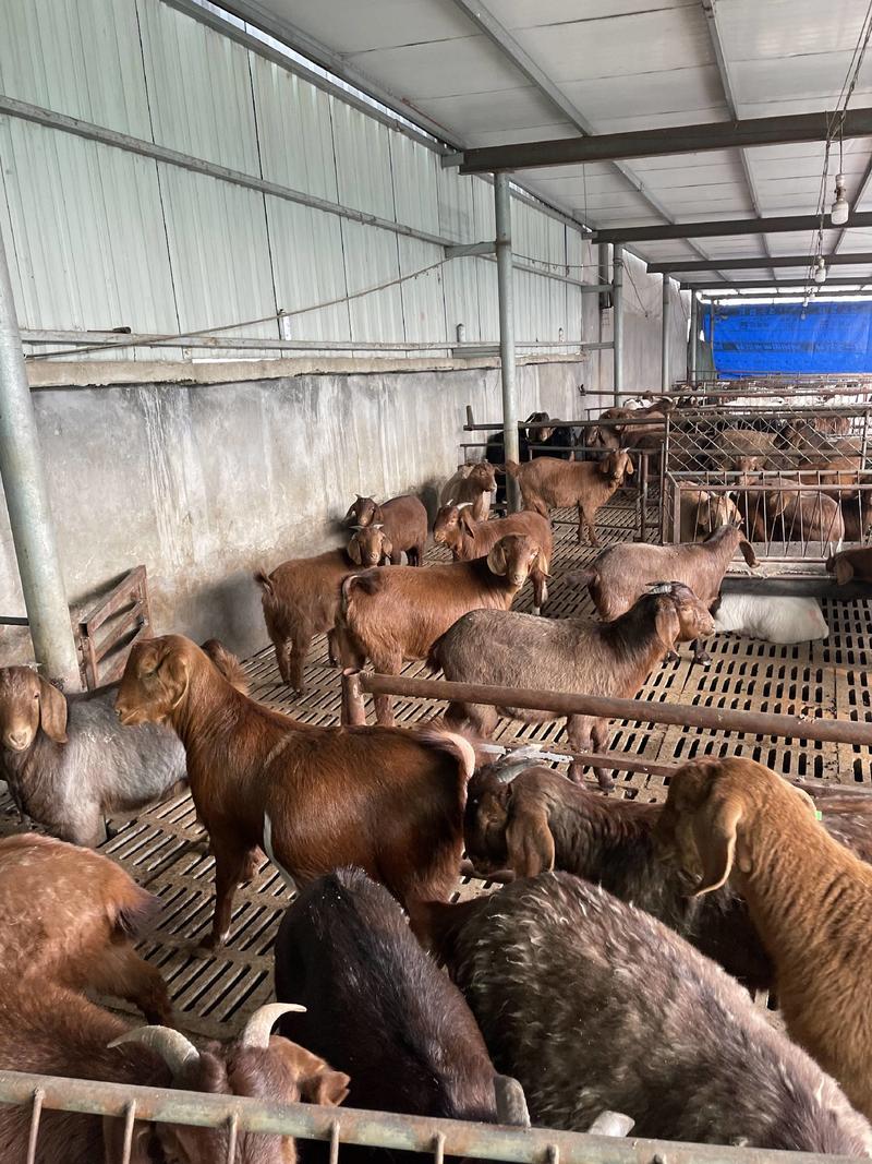 亚洲黄羊大量出售售后有保障包技术黄金羊包回收包运输