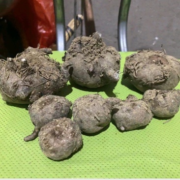 精选优质杂交魔芋，产地直供，包邮到家，量大优惠