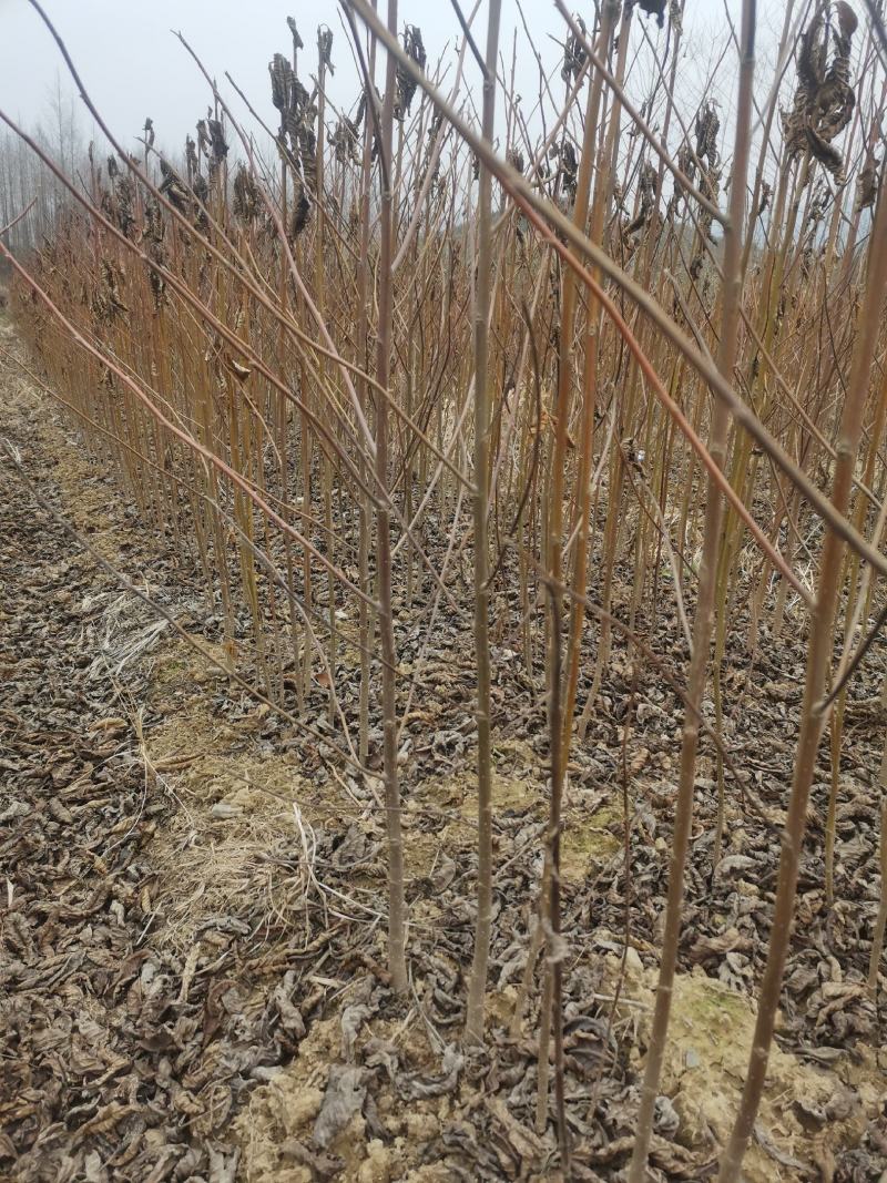 喜树有当年小苗0.5到15公分