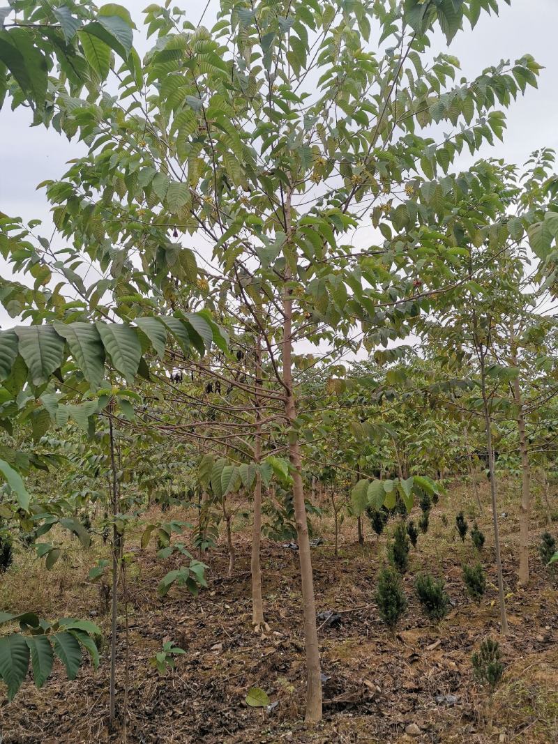 喜树有当年小苗0.5到15公分