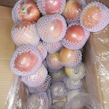 I山西红富士