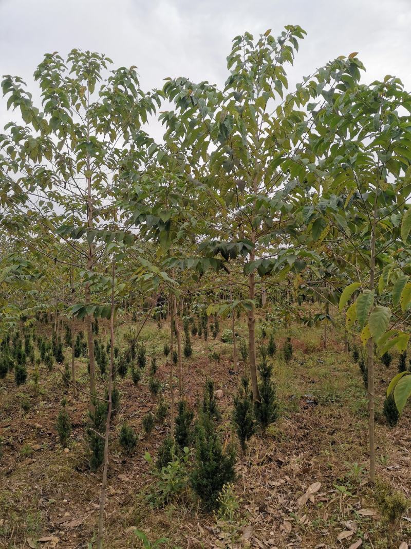 喜树有当年小苗0.5到15公分