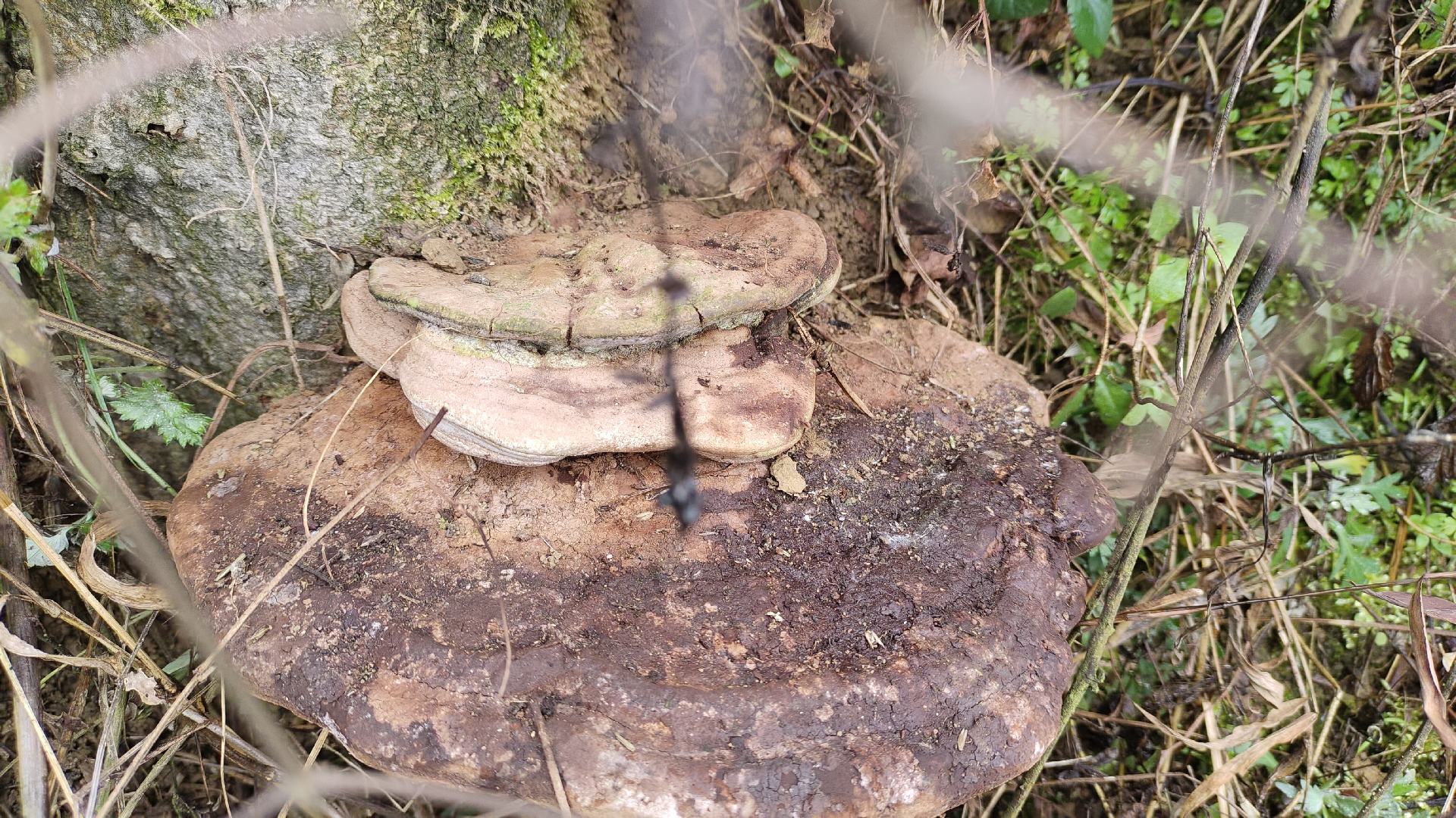 灵芝生长环境对比图