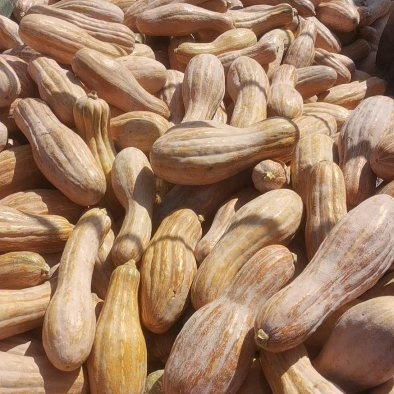 金韩蜜本南瓜养殖全黄老南瓜加工厂南瓜电商食堂南瓜