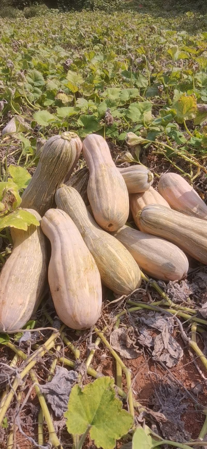 金韩蜜本南瓜养殖全黄老南瓜加工厂南瓜电商食堂南瓜