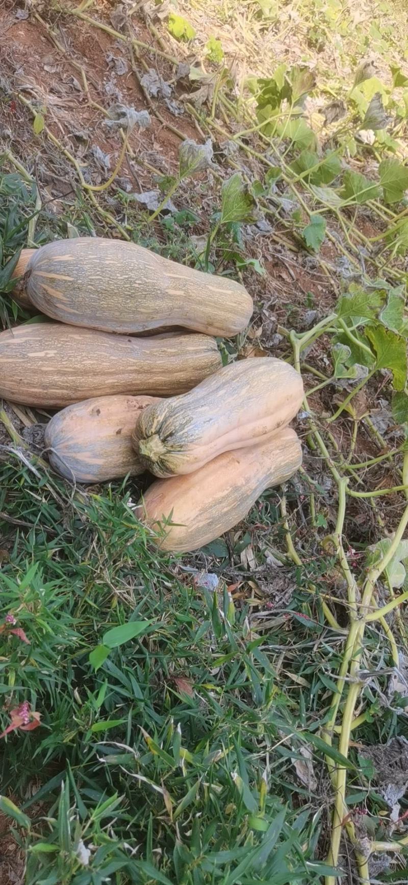 金韩蜜本南瓜养殖全黄老南瓜加工厂南瓜电商食堂南瓜