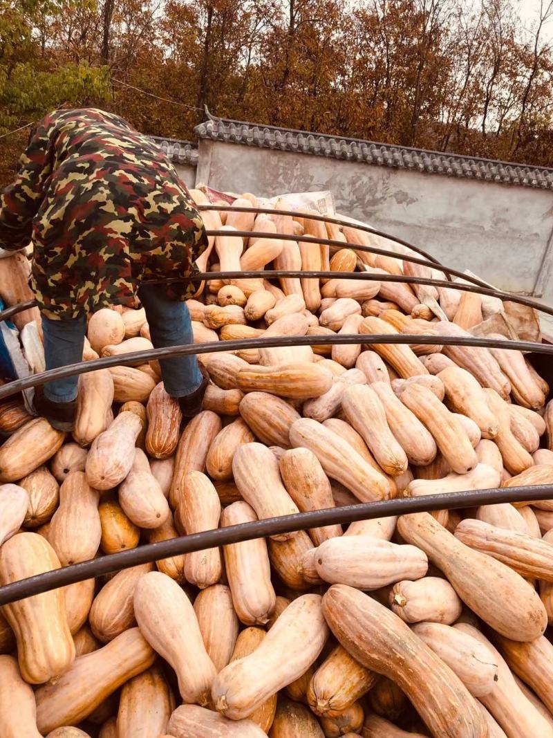 金韩蜜本南瓜养殖全黄老南瓜加工厂南瓜电商食堂南瓜