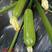 珍玉168西葫芦种子耐低温早熟瓜条顺直膨瓜快翠绿油亮