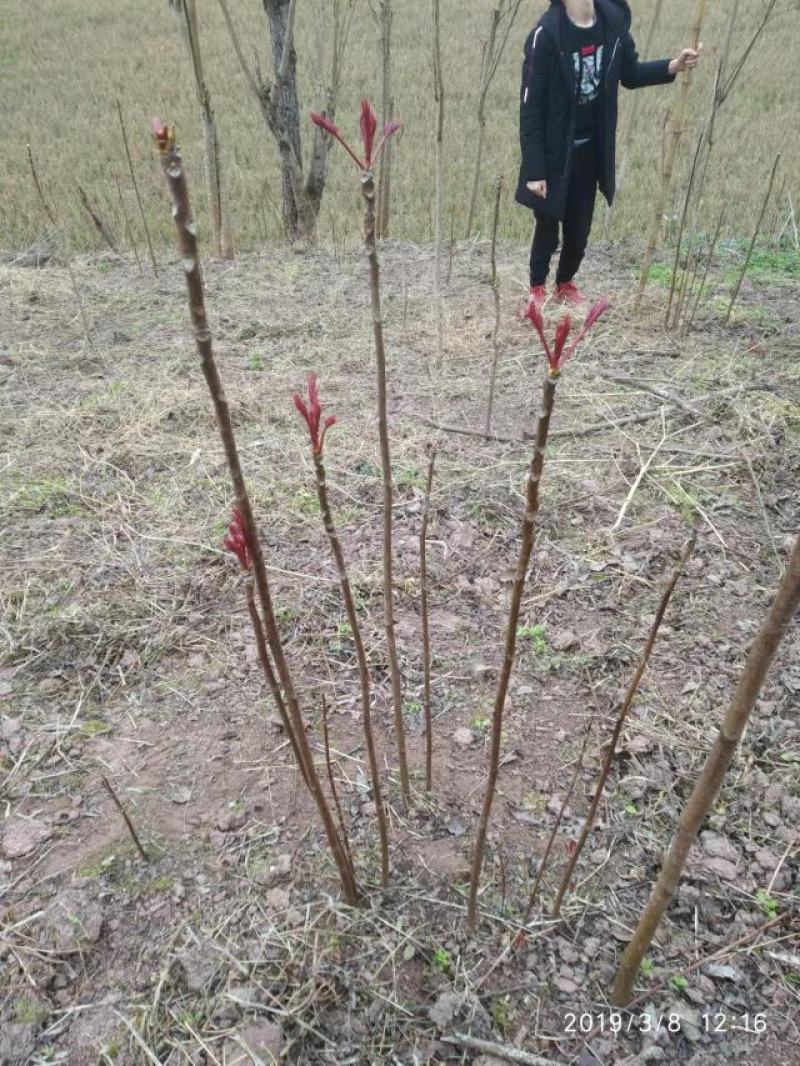 巴山红香椿香椿芽香椿色泽味美红艳欲滴即将大量上