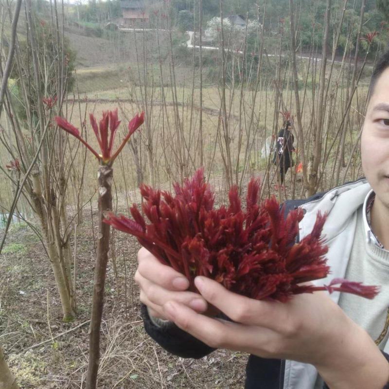 大竹红香椿巴山红香椿香椿芽色泽味美红艳欲滴即量