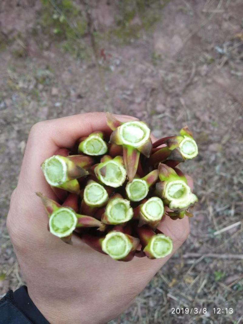 大竹红香椿巴山红香椿香椿芽色泽味美红艳欲滴即量