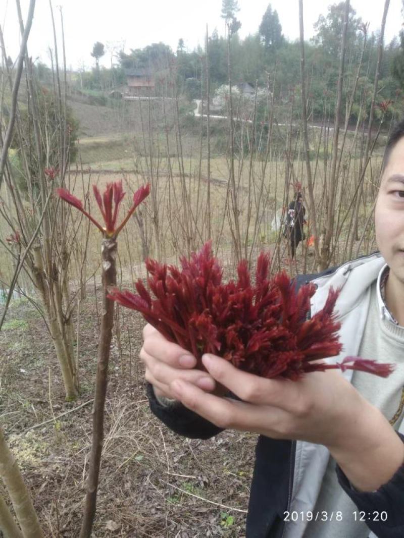 大竹红香椿巴山红香椿香椿芽色泽味美红艳欲滴即量