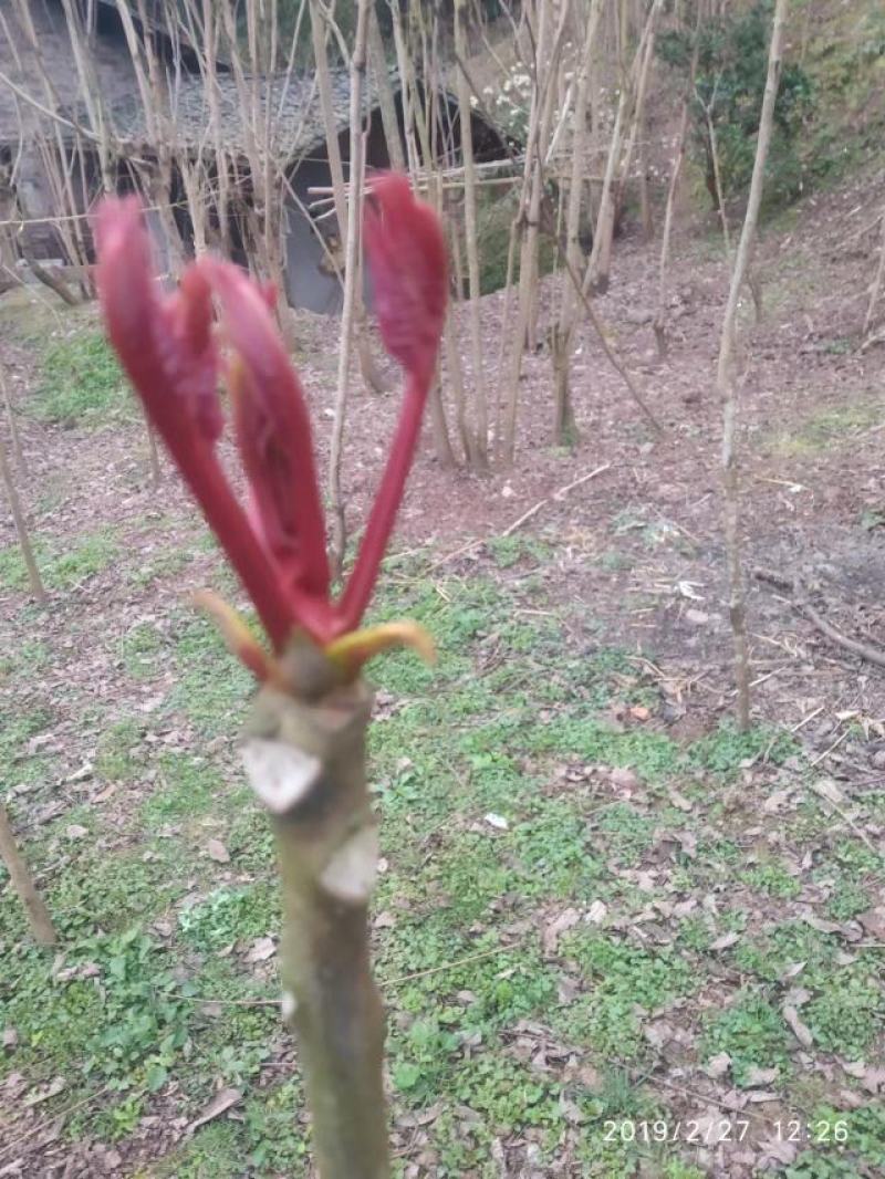 大竹红香椿巴山红香椿香椿芽色泽味美红艳欲滴即量