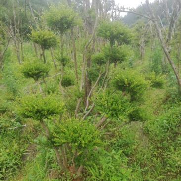 小叶赤楠
