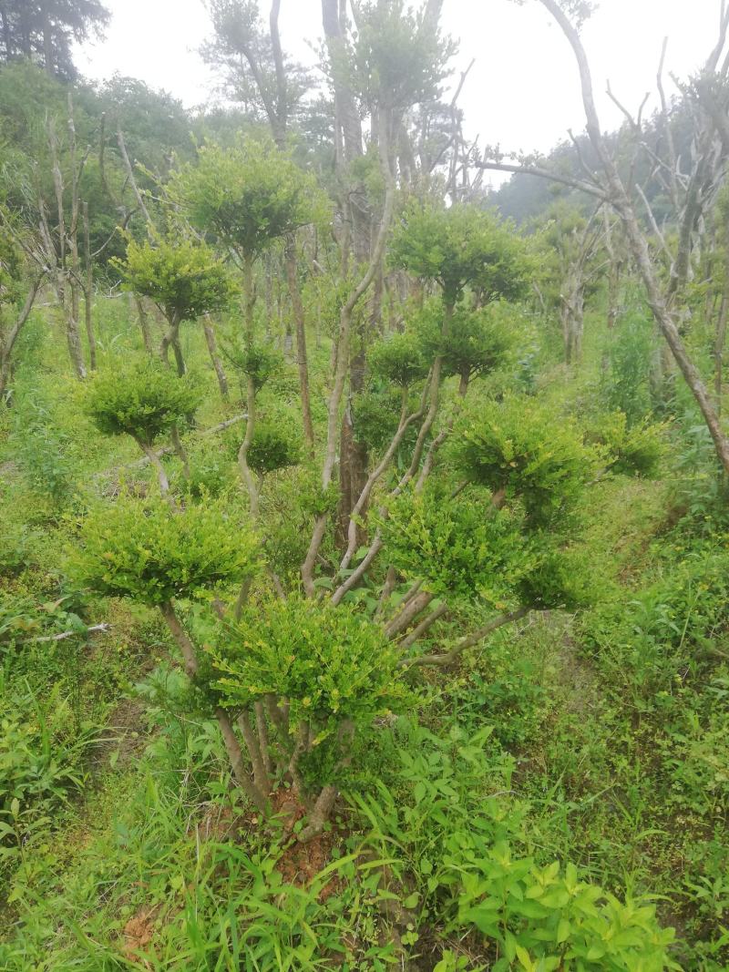 小叶赤楠