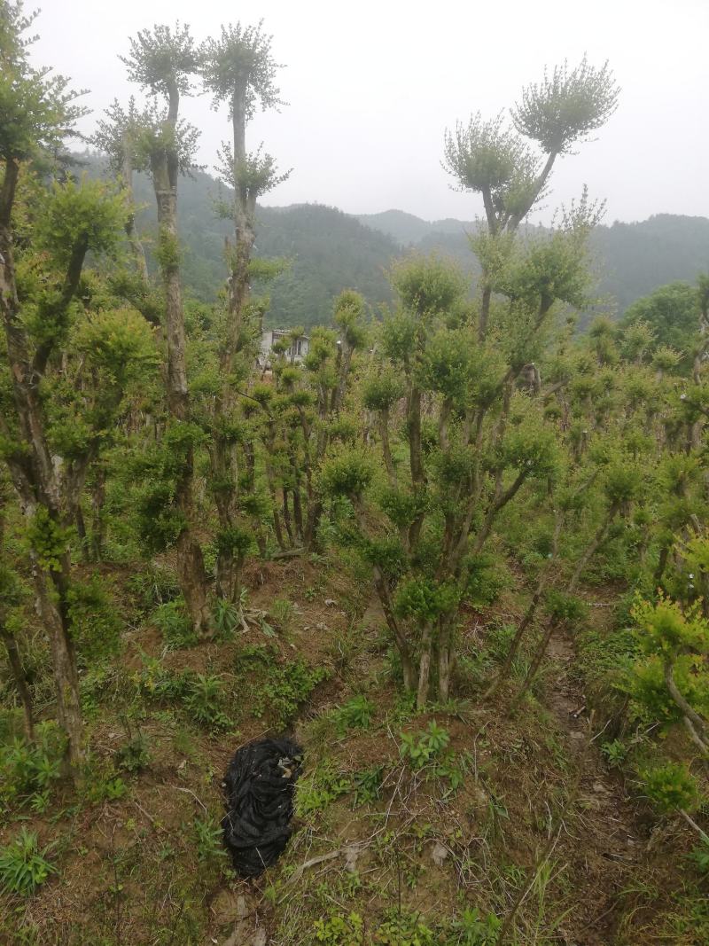 小叶赤楠