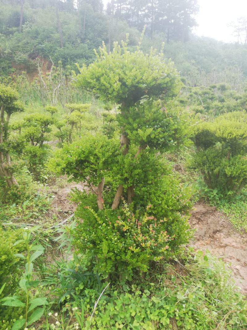 小叶赤楠